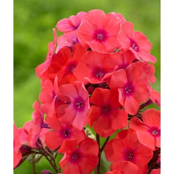 Floks Orange Pomarańcz